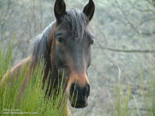 Картинка животные лошади