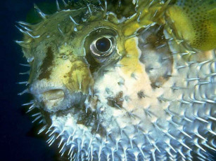 Картинка животные морская фауна