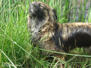 Картинка животные собаки