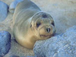 Картинка животные тюлени морские львы котики