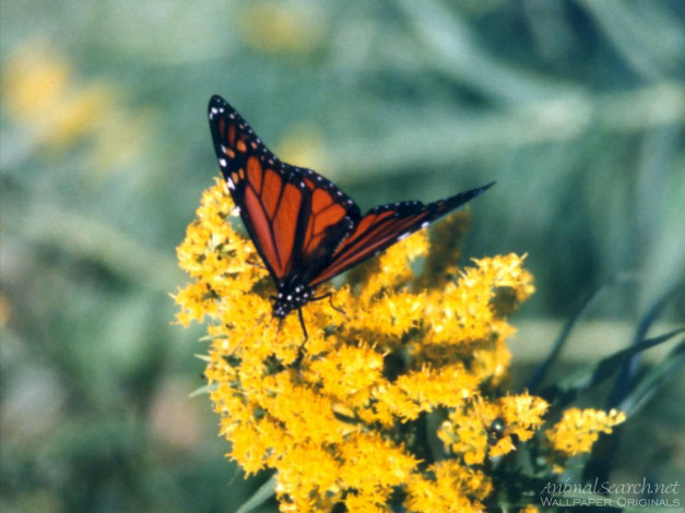 Обои картинки фото животные, бабочки