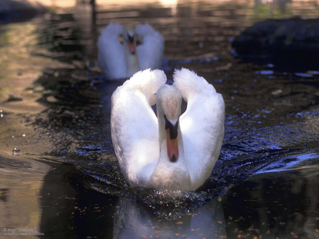 Обои картинки фото животные, лебеди