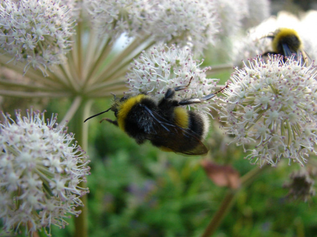 Обои картинки фото животные, пчелы, осы, шмели