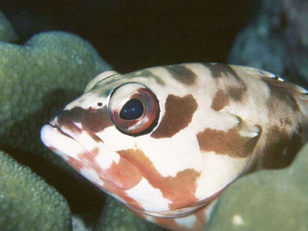 Обои картинки фото животные, рыбы