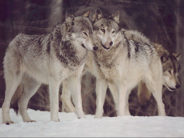Обои картинки фото животные, волки