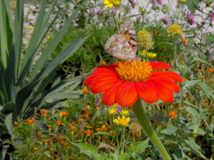 Картинка цветы