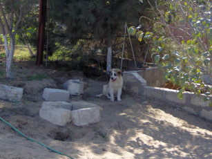 Картинка животные собаки