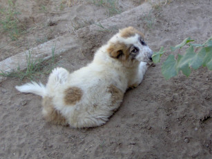 Картинка животные собаки