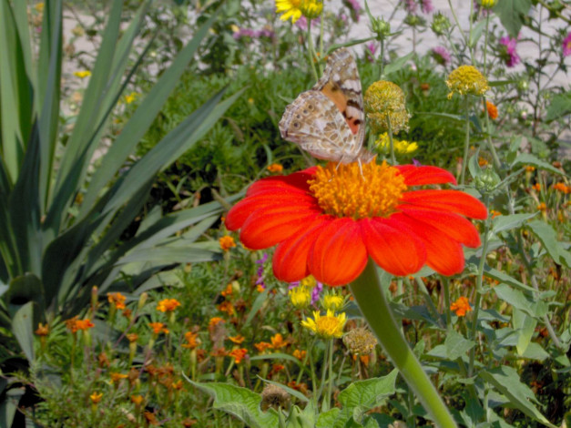 Обои картинки фото цветы