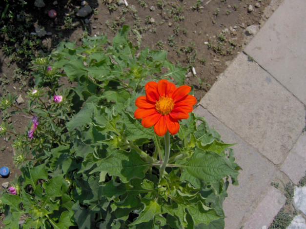 Обои картинки фото цветы