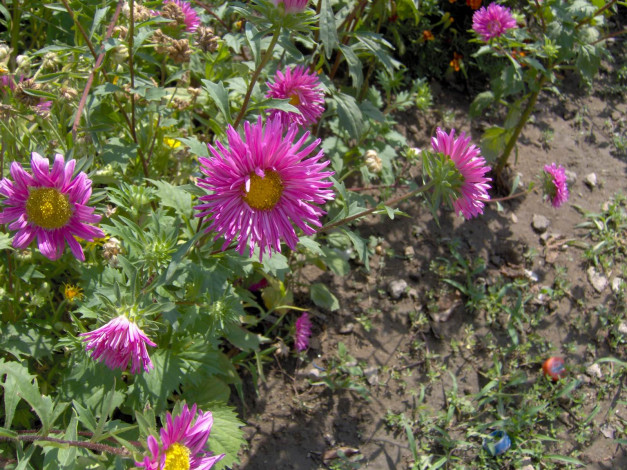 Обои картинки фото цветы, астры