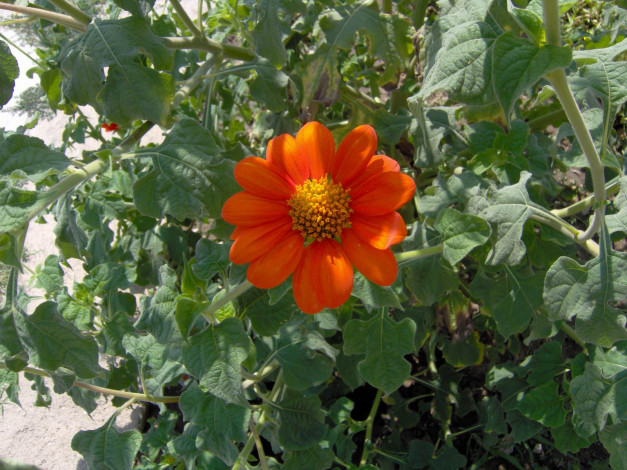 Обои картинки фото цветы, гайлардии, гелениумы