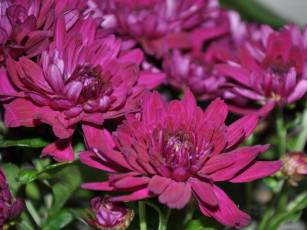 обоя цветы, хризантемы