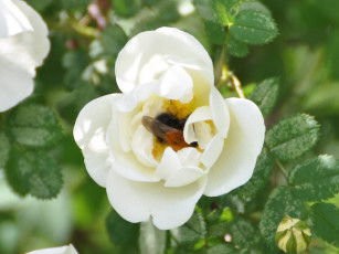 Картинка цветы шиповник