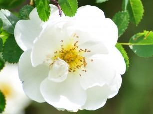 Картинка цветы шиповник