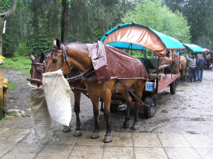 Картинка животные лошади