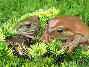 Картинка животные лягушки