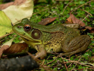 Картинка животные лягушки