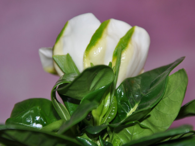 Обои картинки фото цветы, гардения