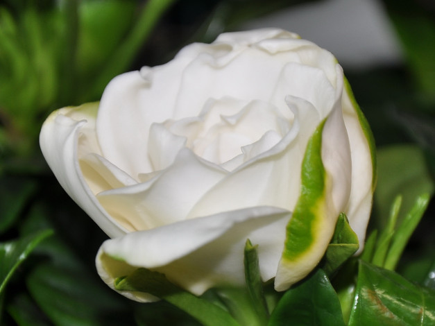 Обои картинки фото цветы, гардения