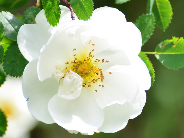 Обои картинки фото цветы, шиповник