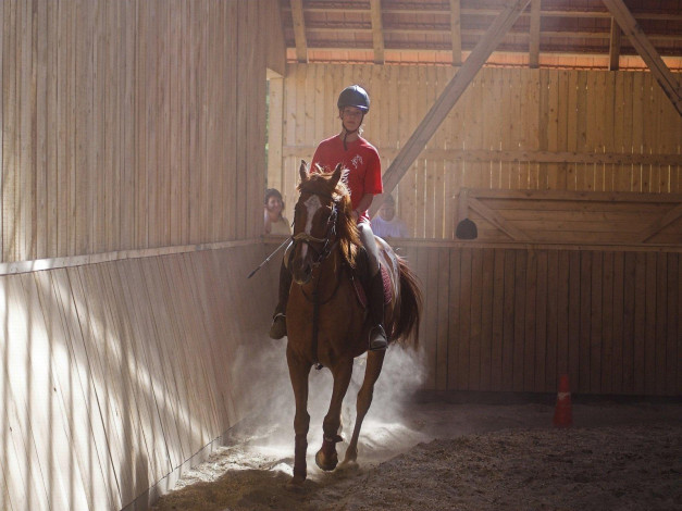 Обои картинки фото животные, лошади