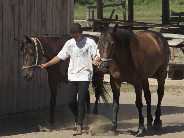 Обои картинки фото животные, лошади