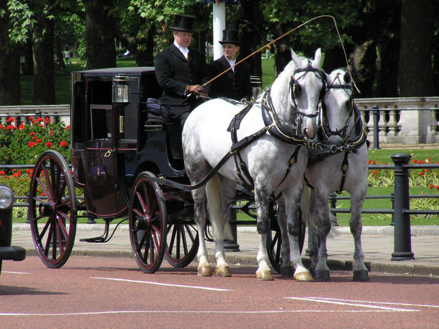 Обои картинки фото животные, лошади