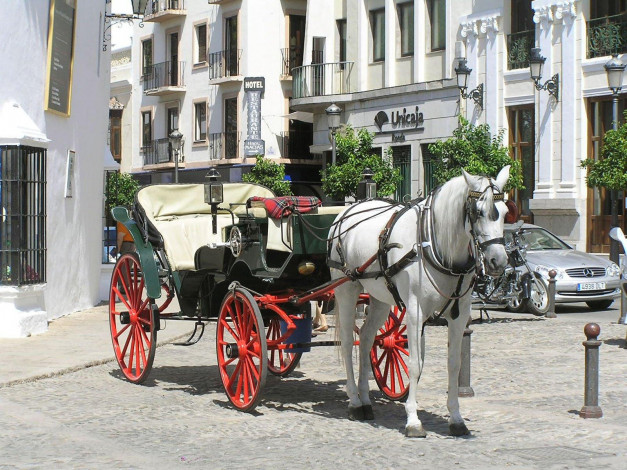 Обои картинки фото животные, лошади