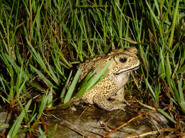 Обои картинки фото животные, лягушки