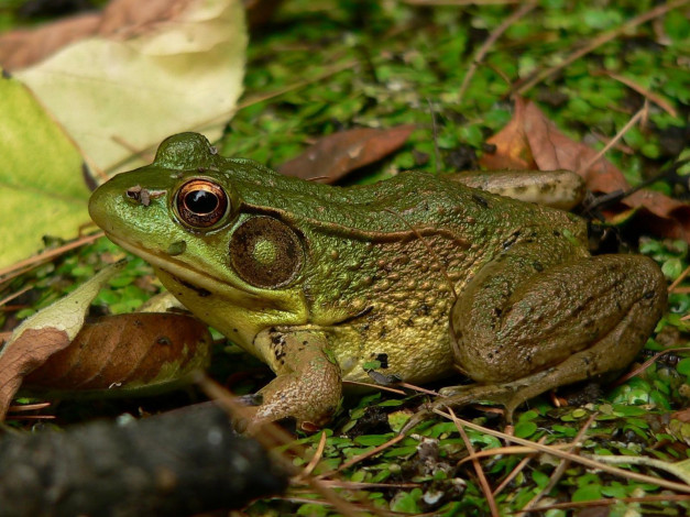 Обои картинки фото животные, лягушки