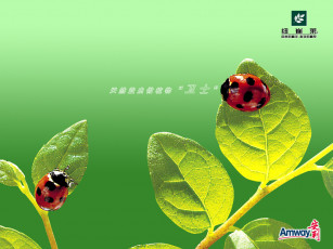 Картинка бренды amway