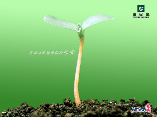 Обои картинки фото бренды, amway