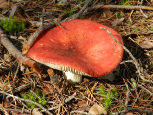 Картинка грибы природа лес трава