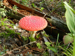 Картинка грибы природа мухомор трава лес