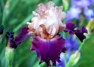 обоя цветы, ирисы, фиолетовый