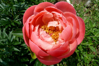 Картинка цветы пионы круглый красный большой