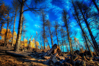 Картинка природа деревья камни