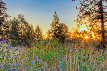 Картинка природа восходы закаты закат деревья