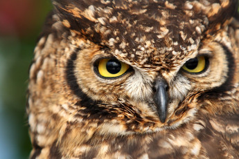 Картинка животные совы хищник глаза клюв