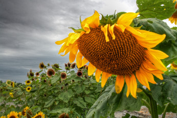 Картинка цветы подсолнухи поле