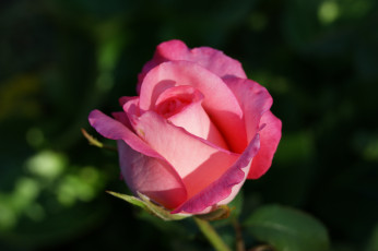 Картинка цветы розы зеленый фон