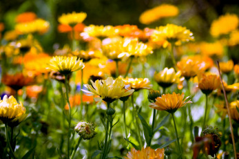 Картинка цветы календула много желтый