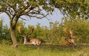 Картинка животные олени рога трава дерево