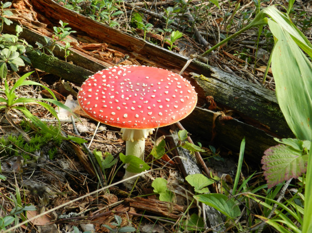 Обои картинки фото грибы, природа, мухомор, трава, лес