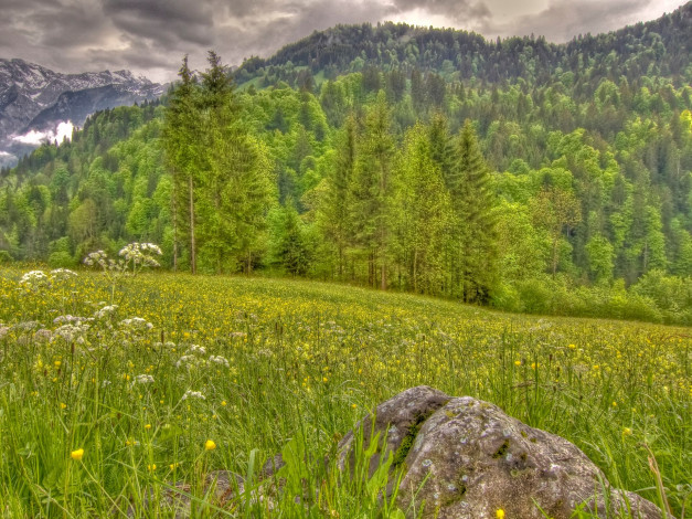 Обои картинки фото природа, лес, камень, горы, луг, деревья, пейзаж