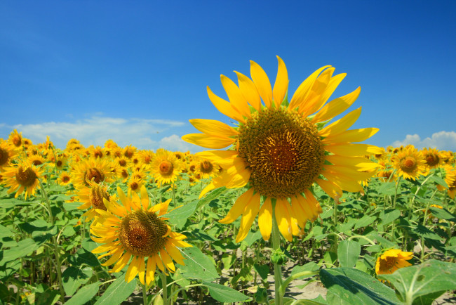 Обои картинки фото цветы, подсолнухи, небо, жёлтые, лепестки