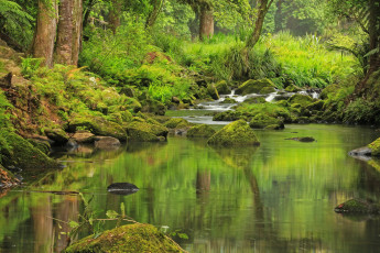 Картинка hatea river new zealand природа реки озера лес река тропики