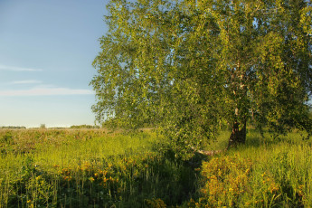 Картинка природа деревья береза луг