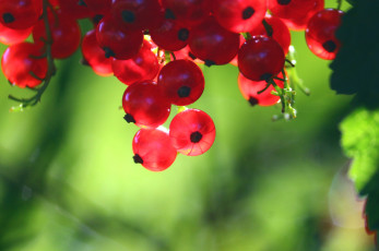 Картинка природа Ягоды красная смородина